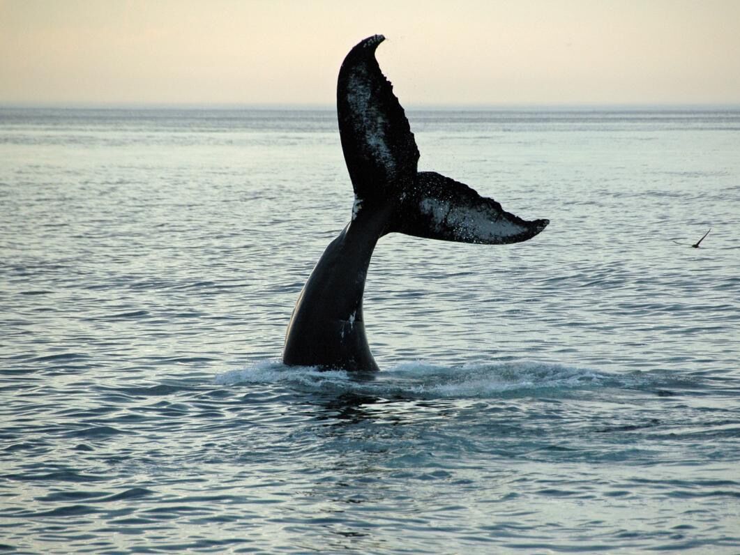 Picture of Cape Ann Whale Watch