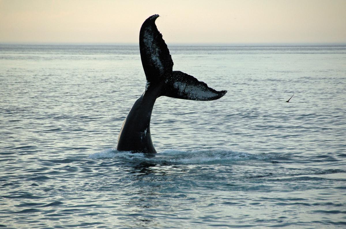 Picture of Cape Ann Whale Watch