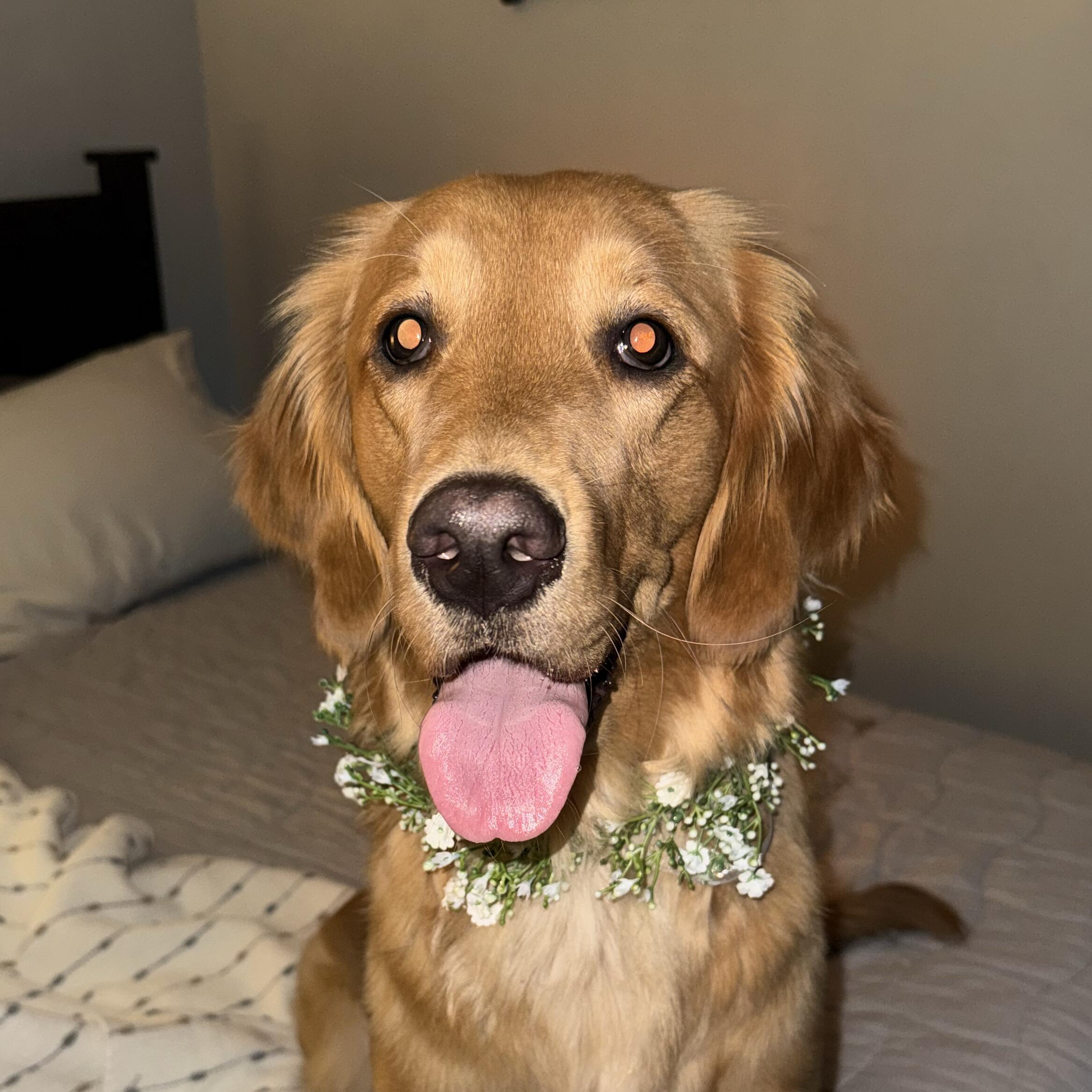Sadie 