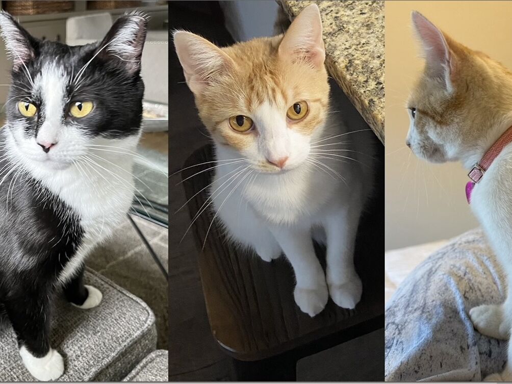 Picture of How many kitties does the couple have? 