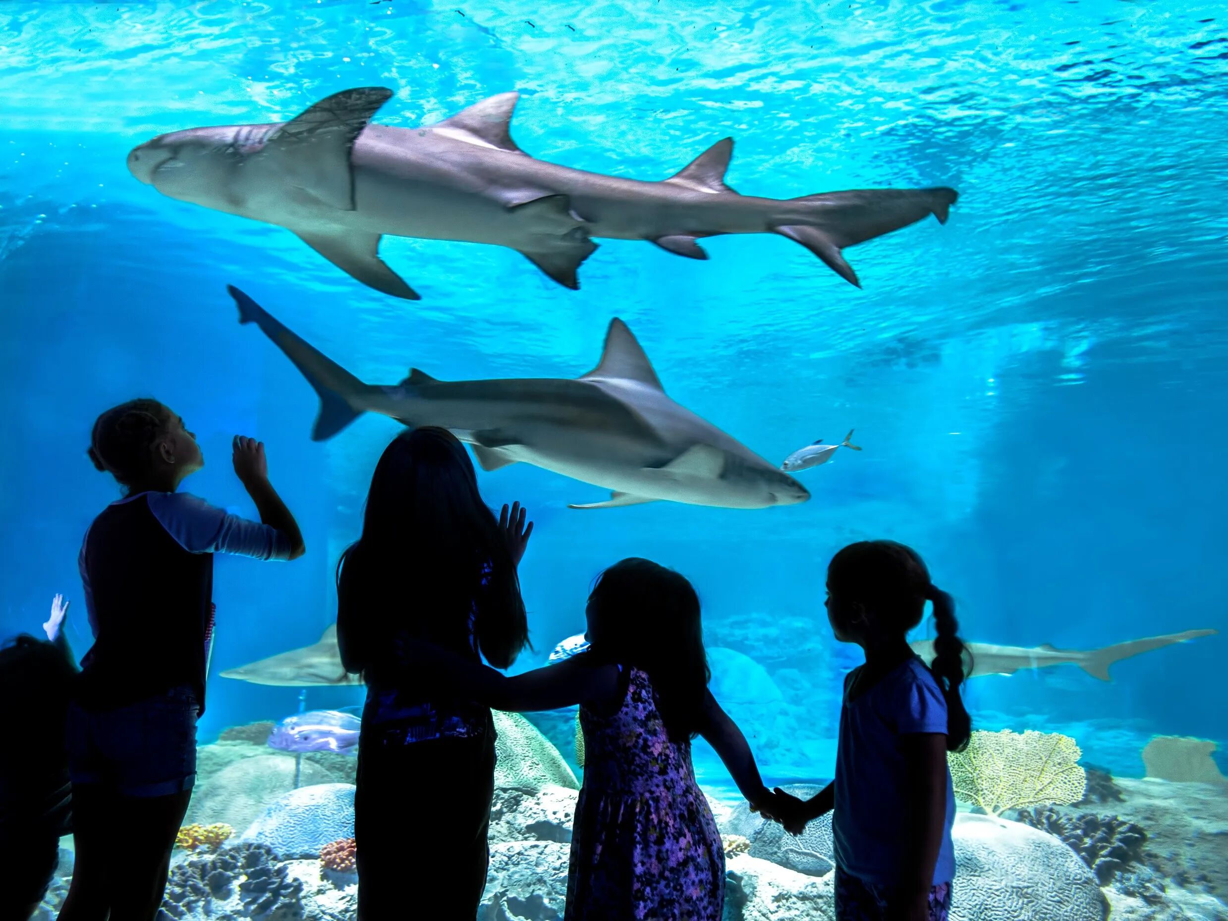 Picture of Odysea Aquarium