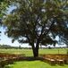 Jen and Dario exchanged vows beneath a majestic Cork Oak tree  overlooking an expanse of estate vineyards.