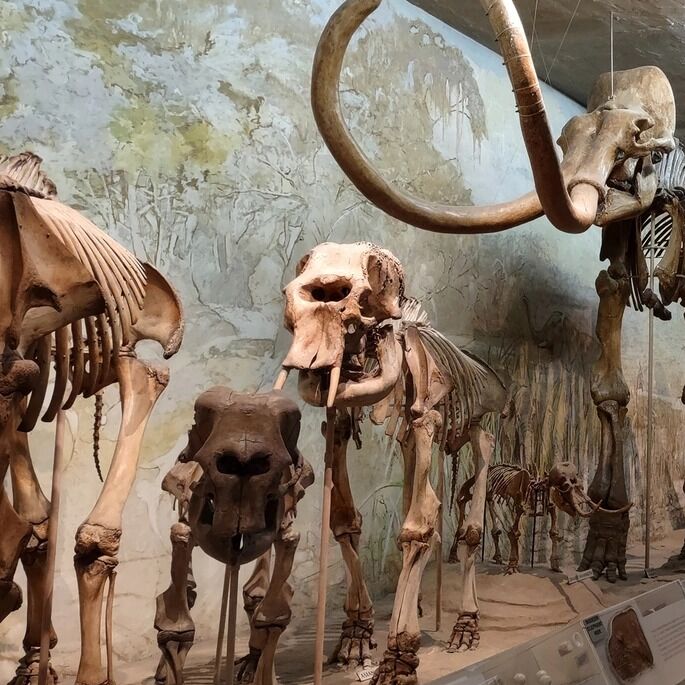 Picture of University of Nebraska State Museum - Morrill Hall