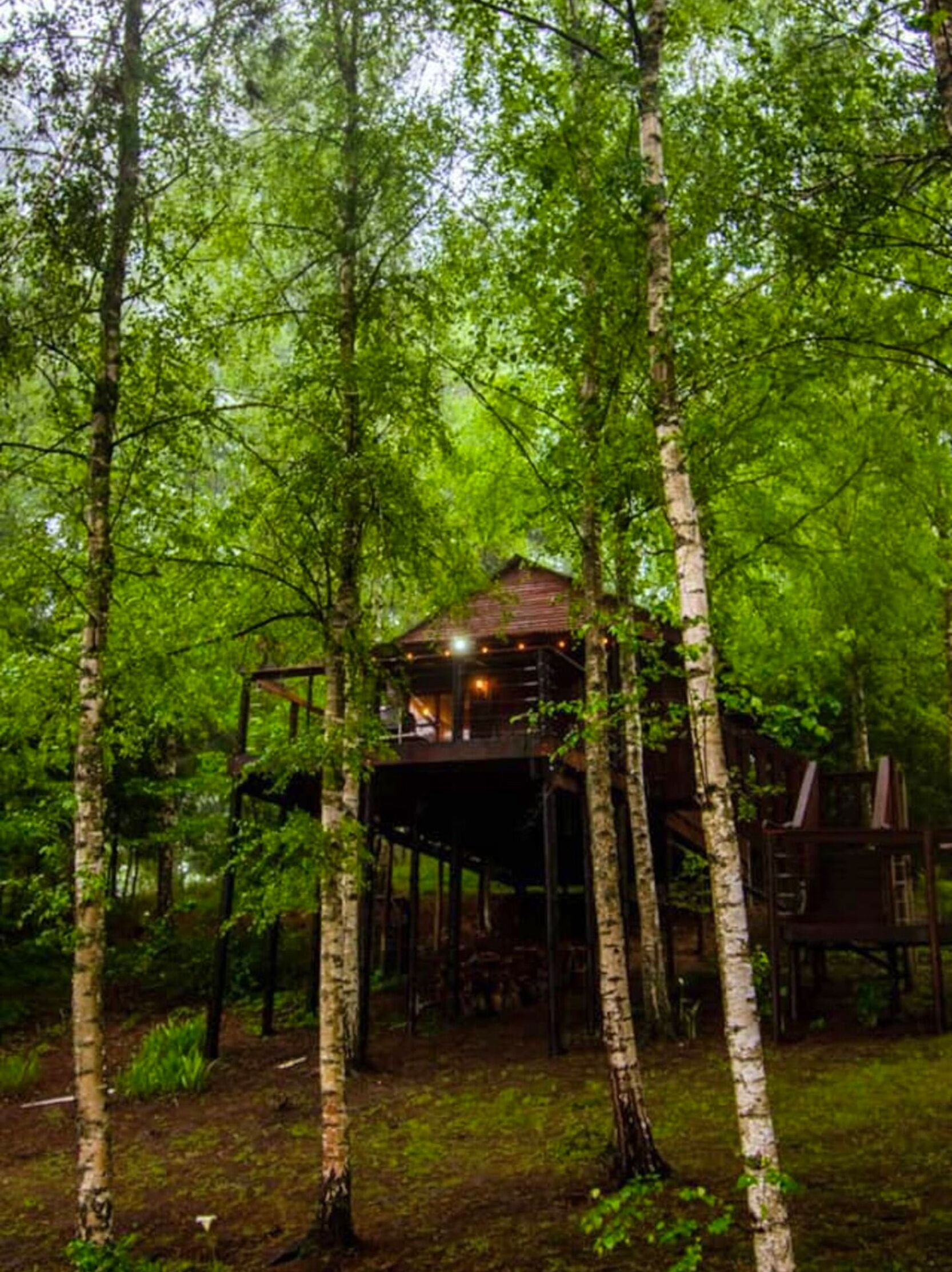 Picture of The Cabins, Hogsback