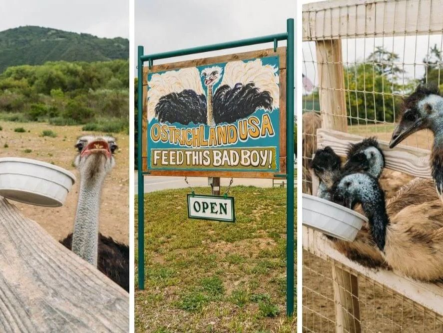 Picture of Ostrichland USA