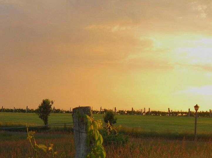 Picture of Gouveia Vineyards
