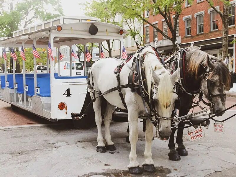 Picture of Springbrook Farms Carriage