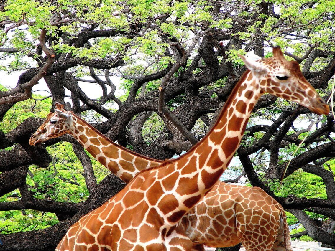 Picture of Honolulu Zoo