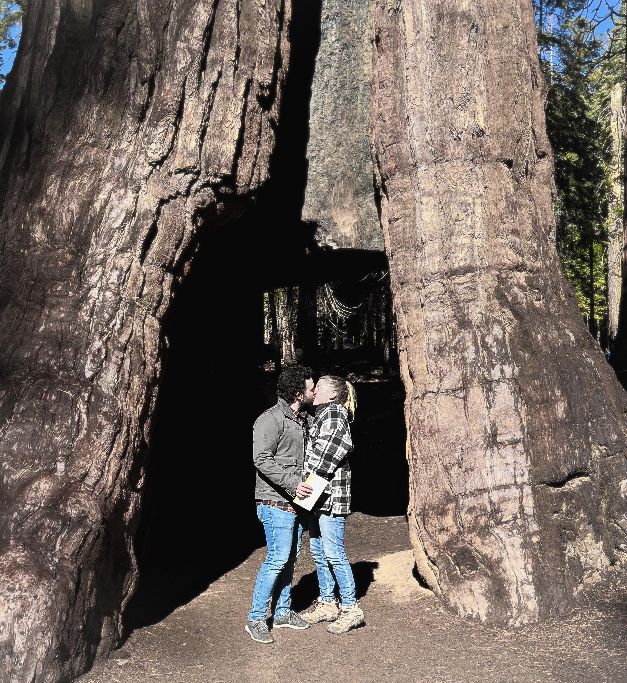 Amongst the Sequoias in Yosemite. 
