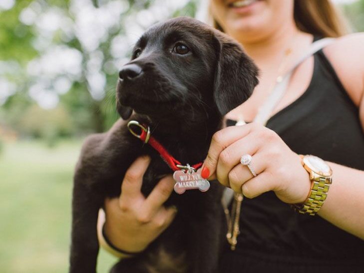 These Puppy Proposals Will Give You All The Feels