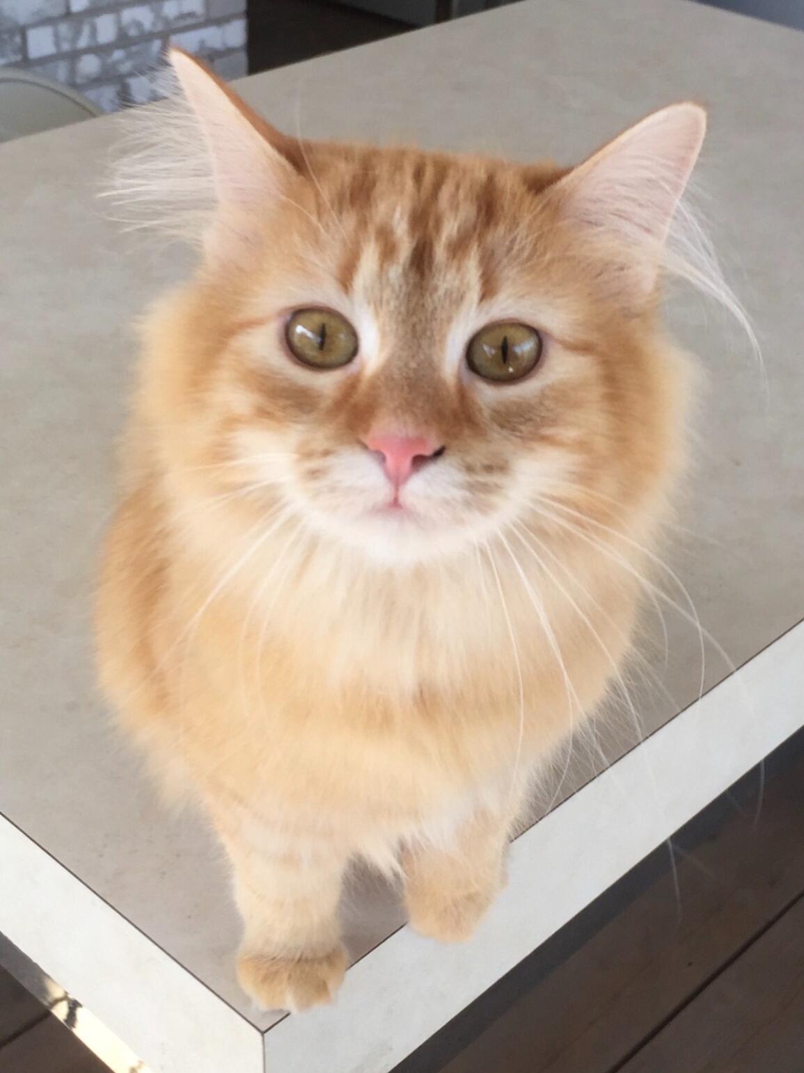 Picture of Cheddar