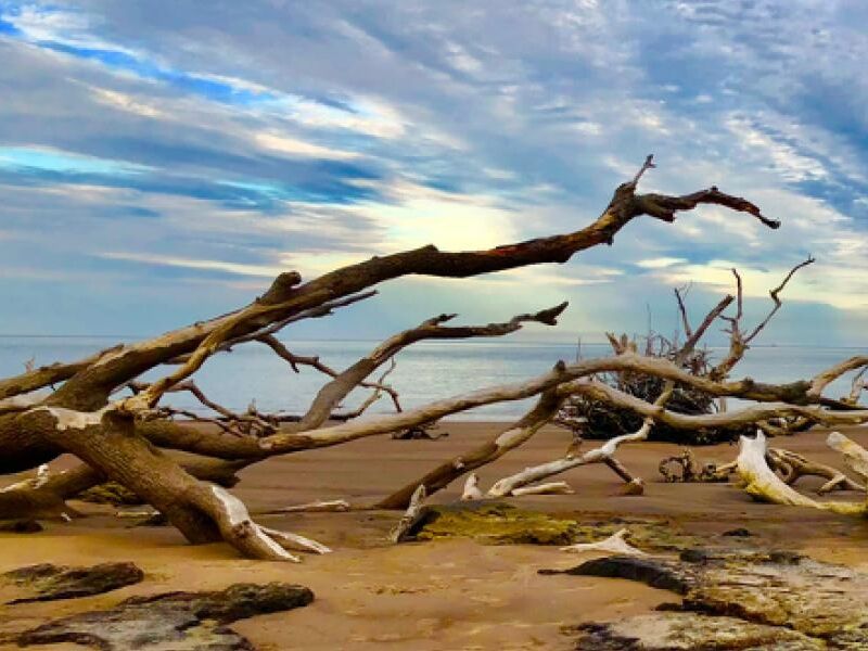 Picture of Driftwood Beach