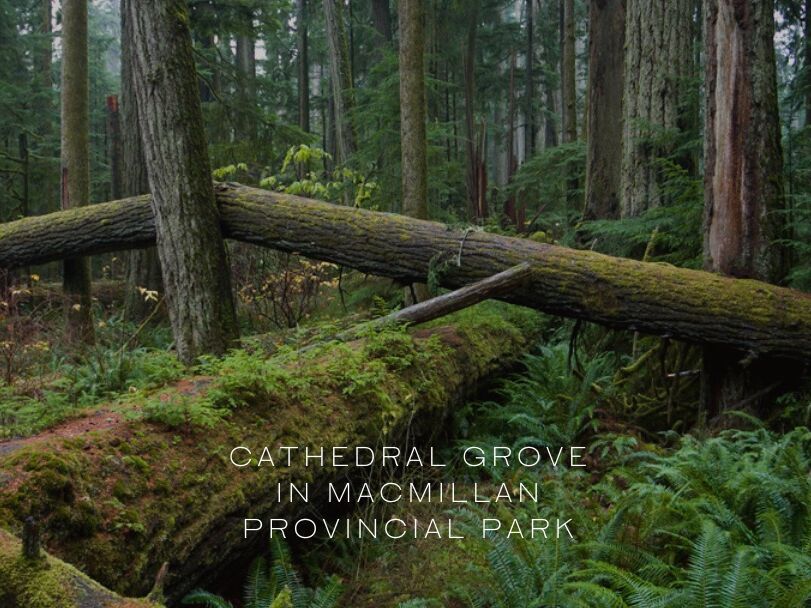Picture of 7️⃣ Visit Cathedral Grove in MacMillan Provincial Park