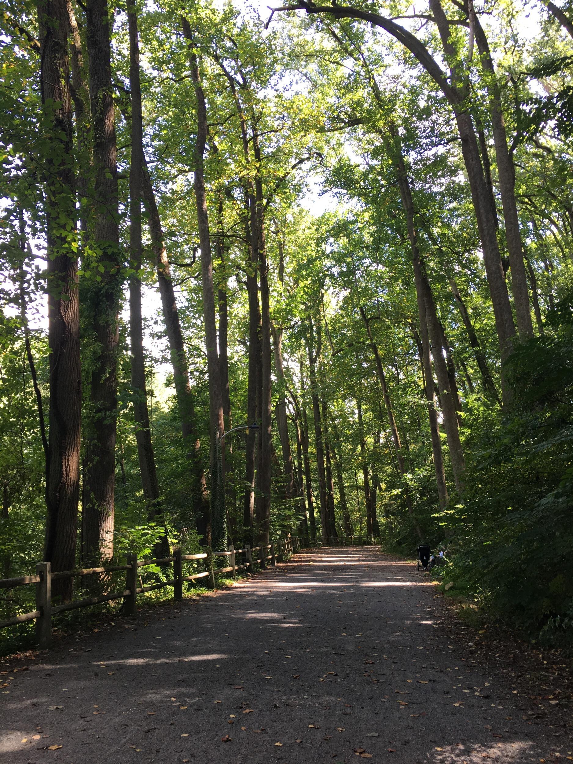 Picture of Forbidden Drive Trail