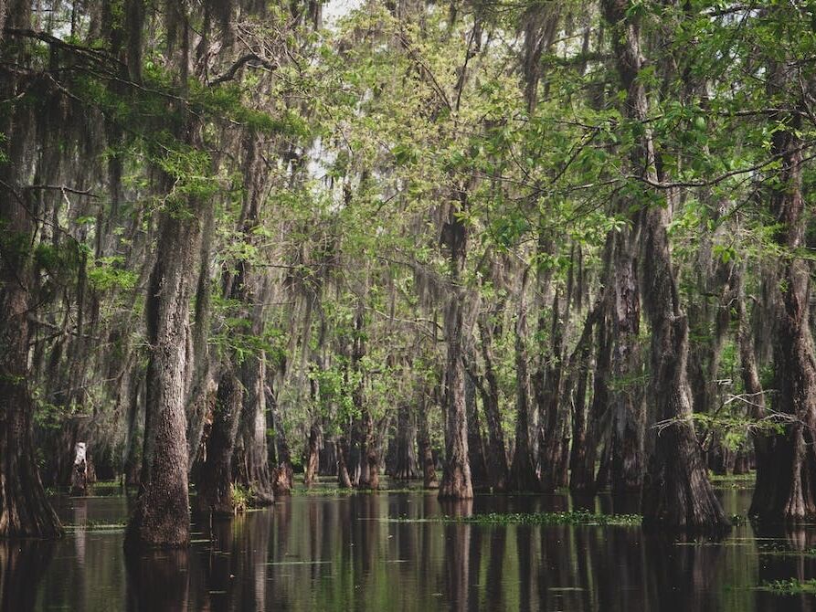 Picture of McGee's Louisiana Swamp & Airboat Tours