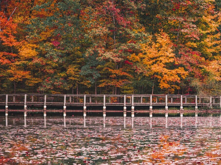 Picture of Fall Foiliage 