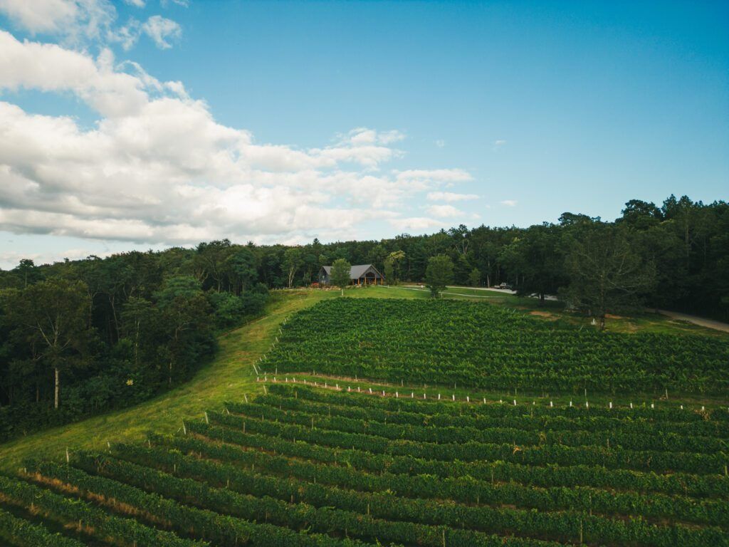 Picture of Terra Incognita Vineyard