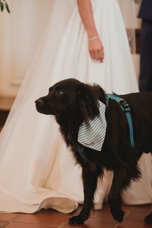 Dog at Wedding at The Line Hotel in Washington, DC
