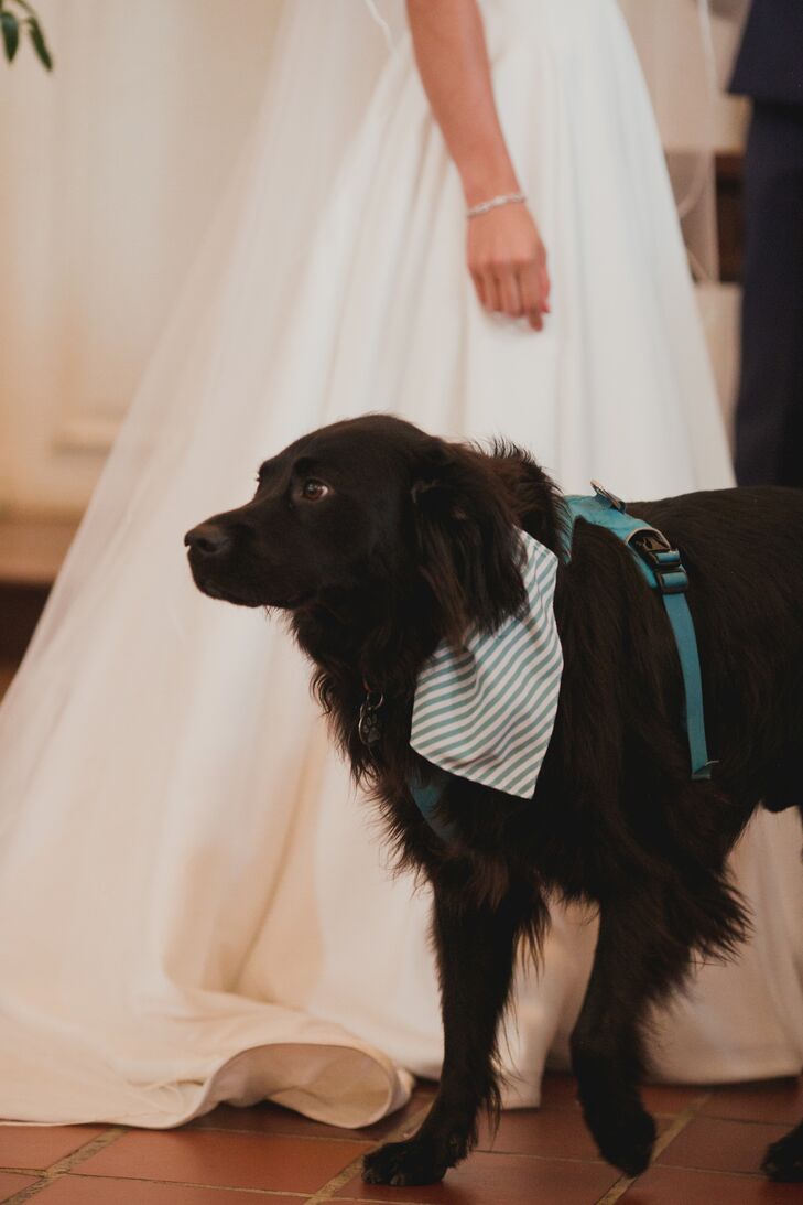 Dog at Wedding at The Line Hotel in Washington, DC