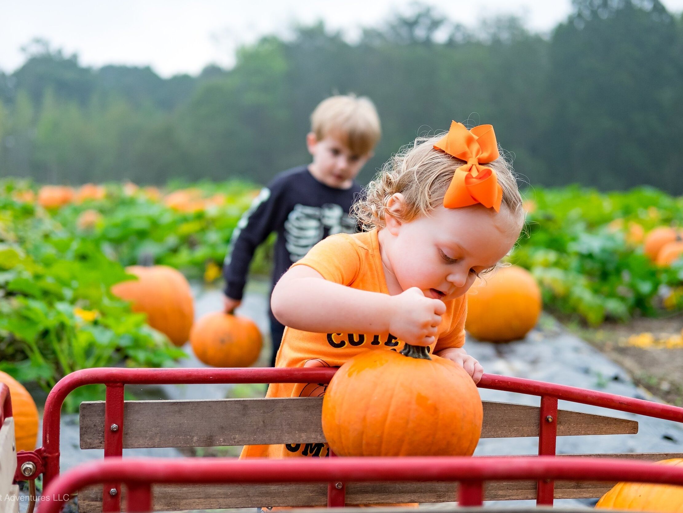 Picture of Wise Acres Organic Farm