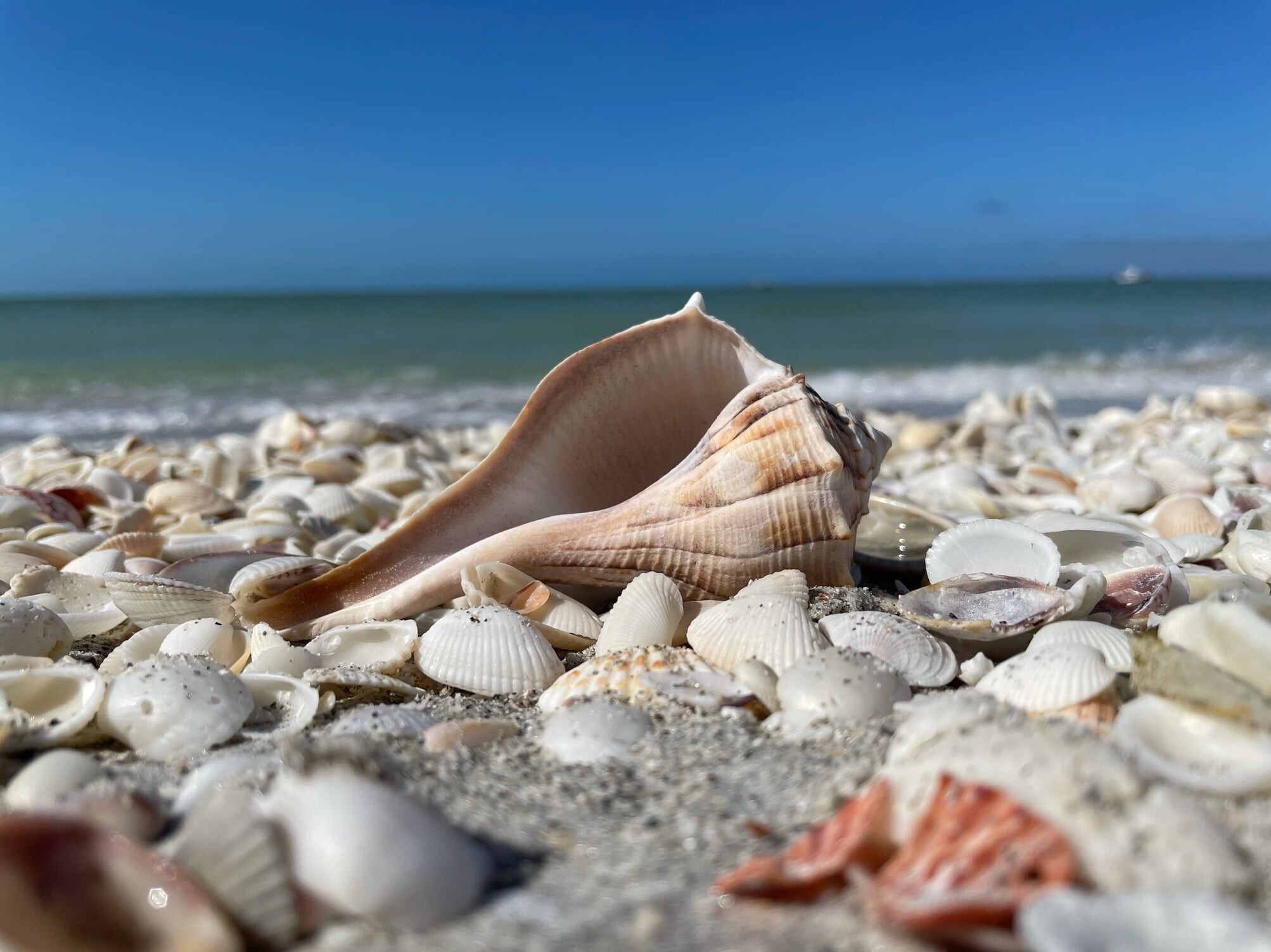Picture of Bailey-Matthews National Shell Museum