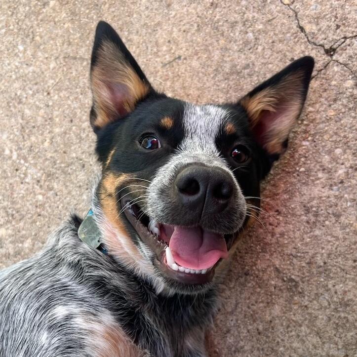 Bandit