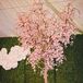 Cherry Blossom Tree and Candles