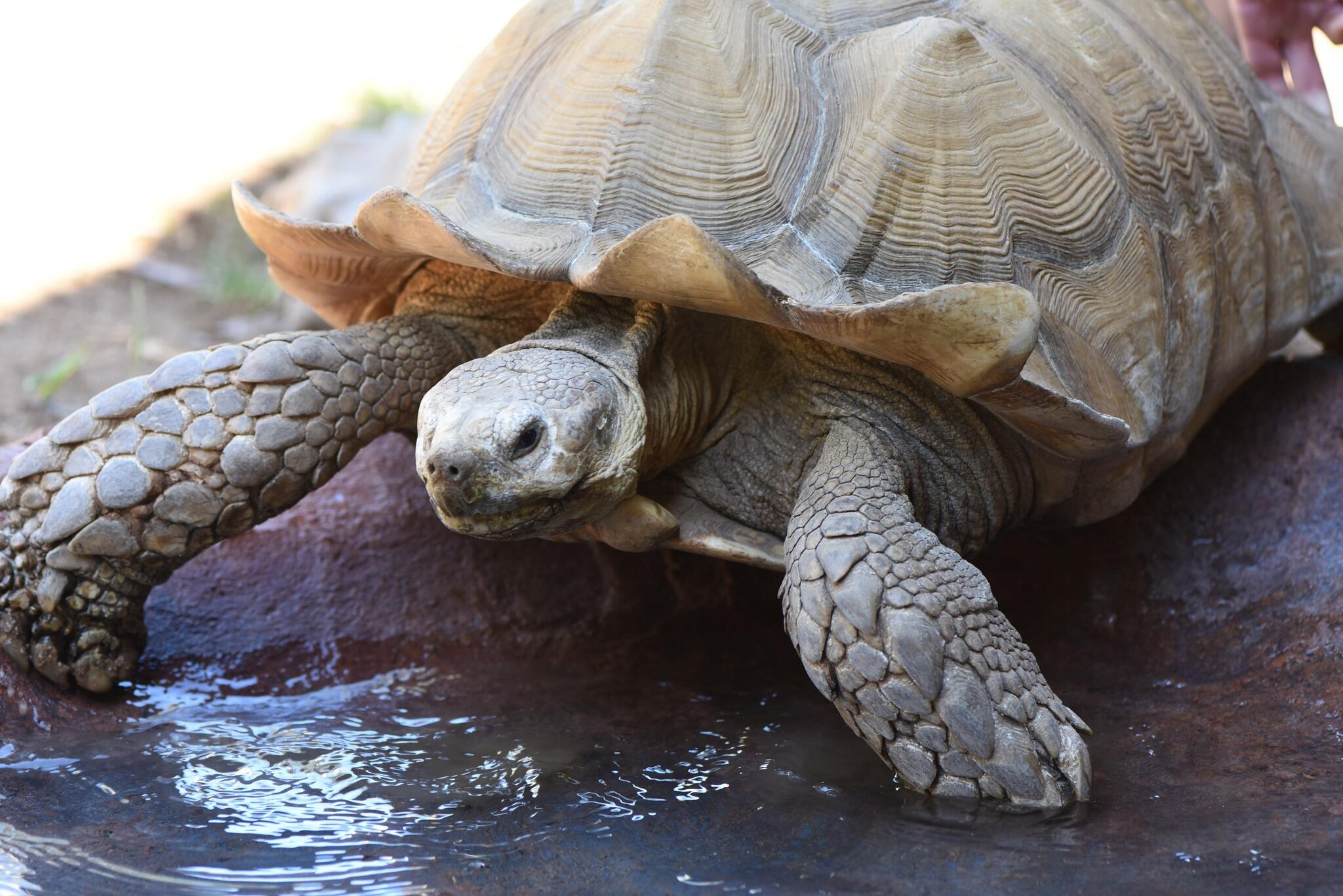Picture of Sacramento Zoo