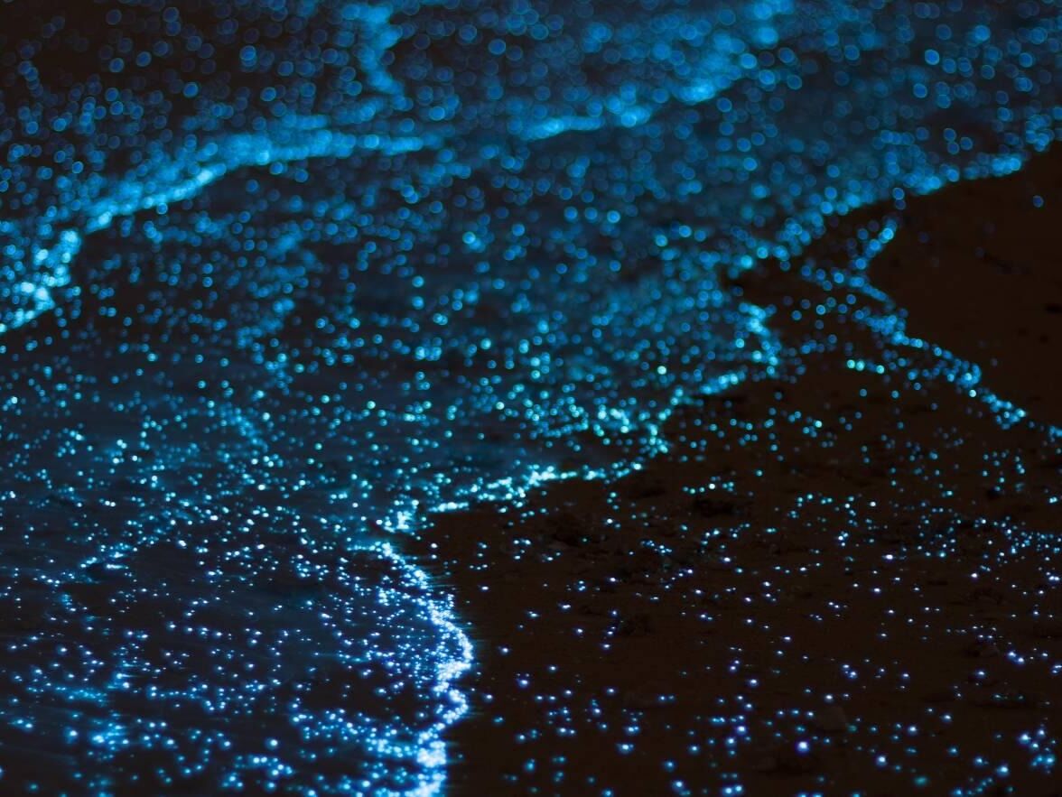 Picture of Puerto Mosquito Bioluminescent Bay