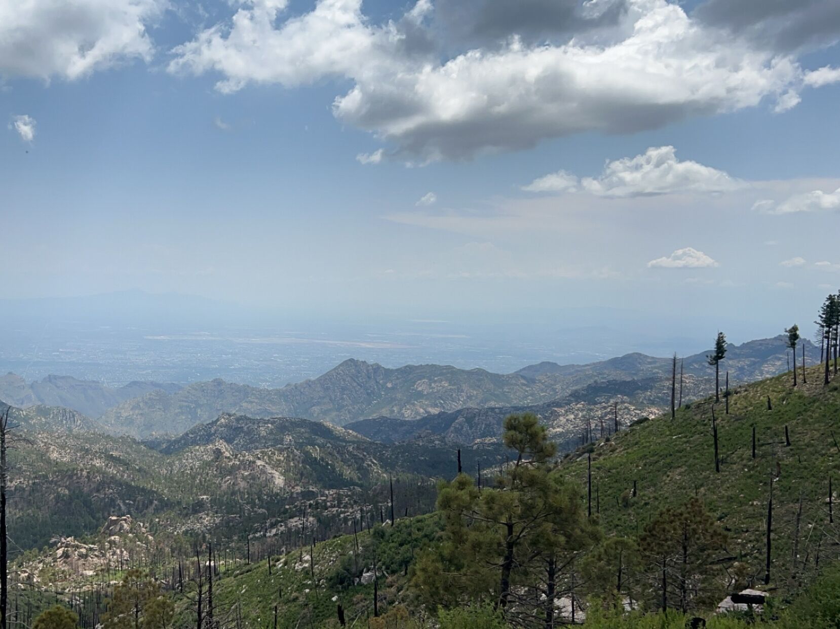 Picture of Mt Lemmon 