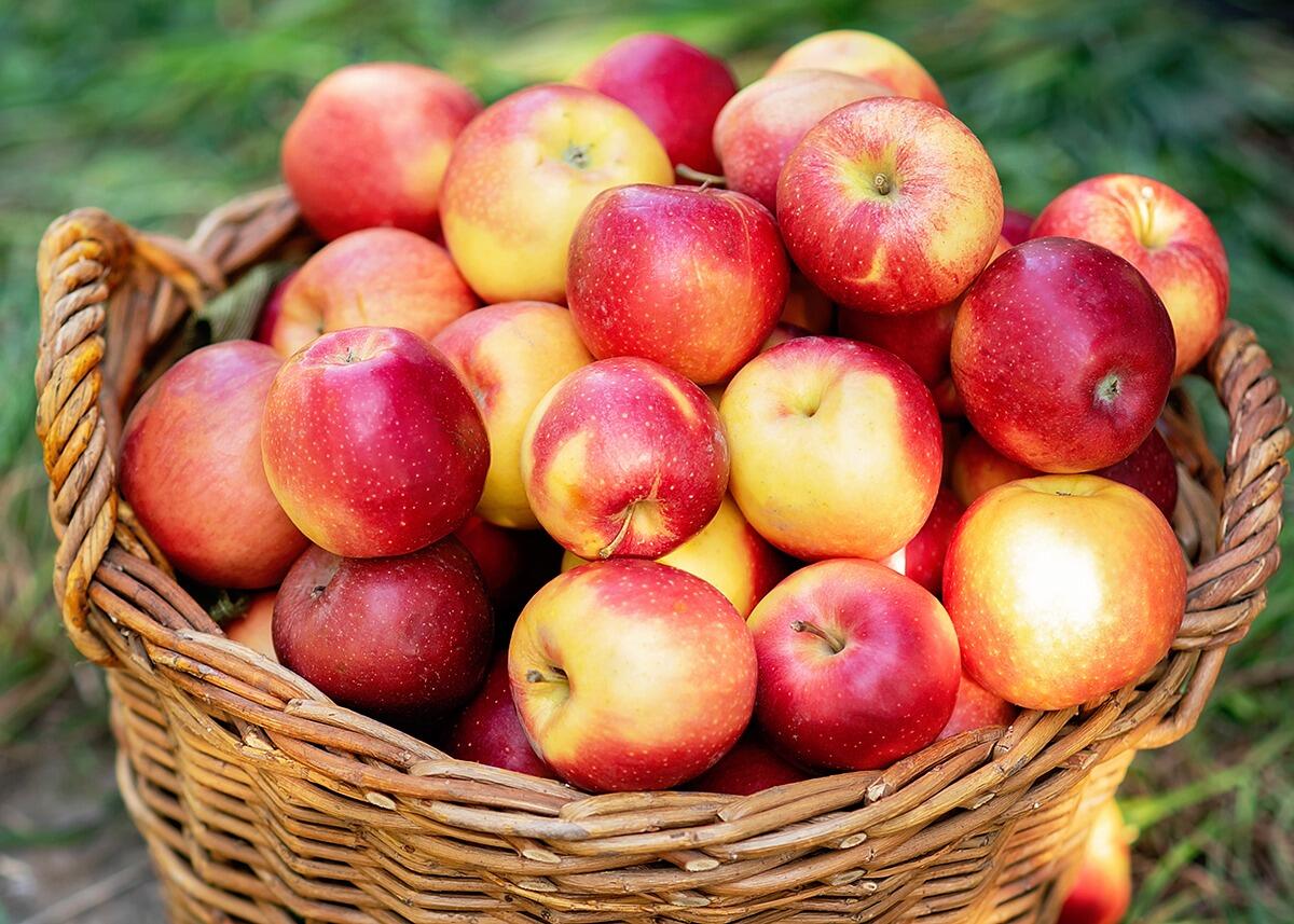 Picture of Willowbrook Apple Farm