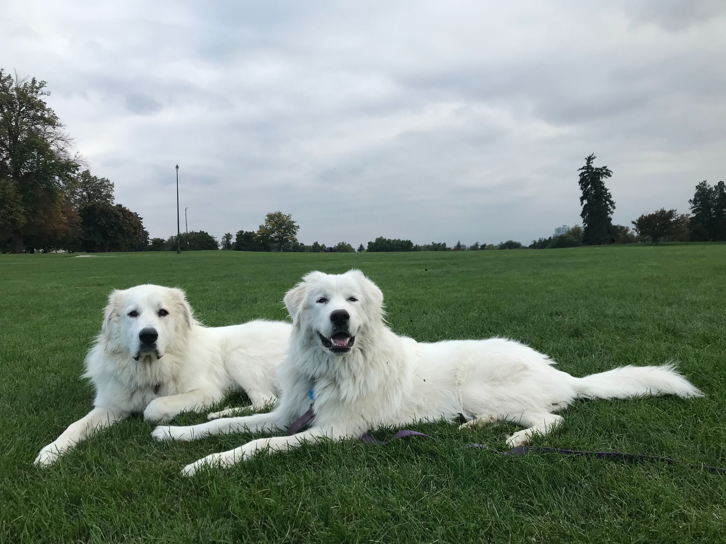 Picture of A Meet-Cute