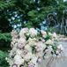 Jewish Chuppah Covered in Lavender Roses