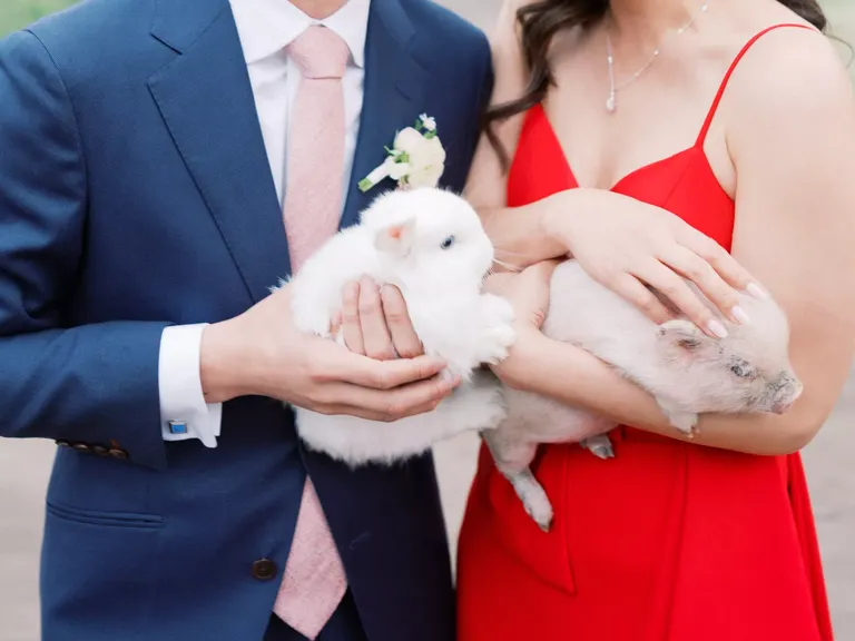 Baby Animal Petting Zoo
