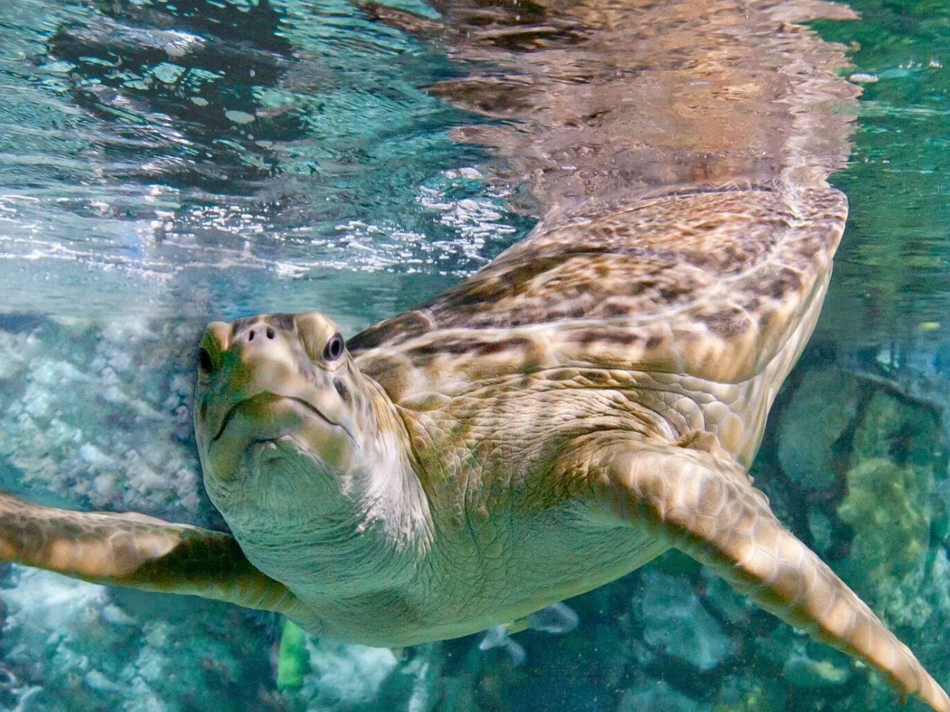 Picture of Shedd Aquarium