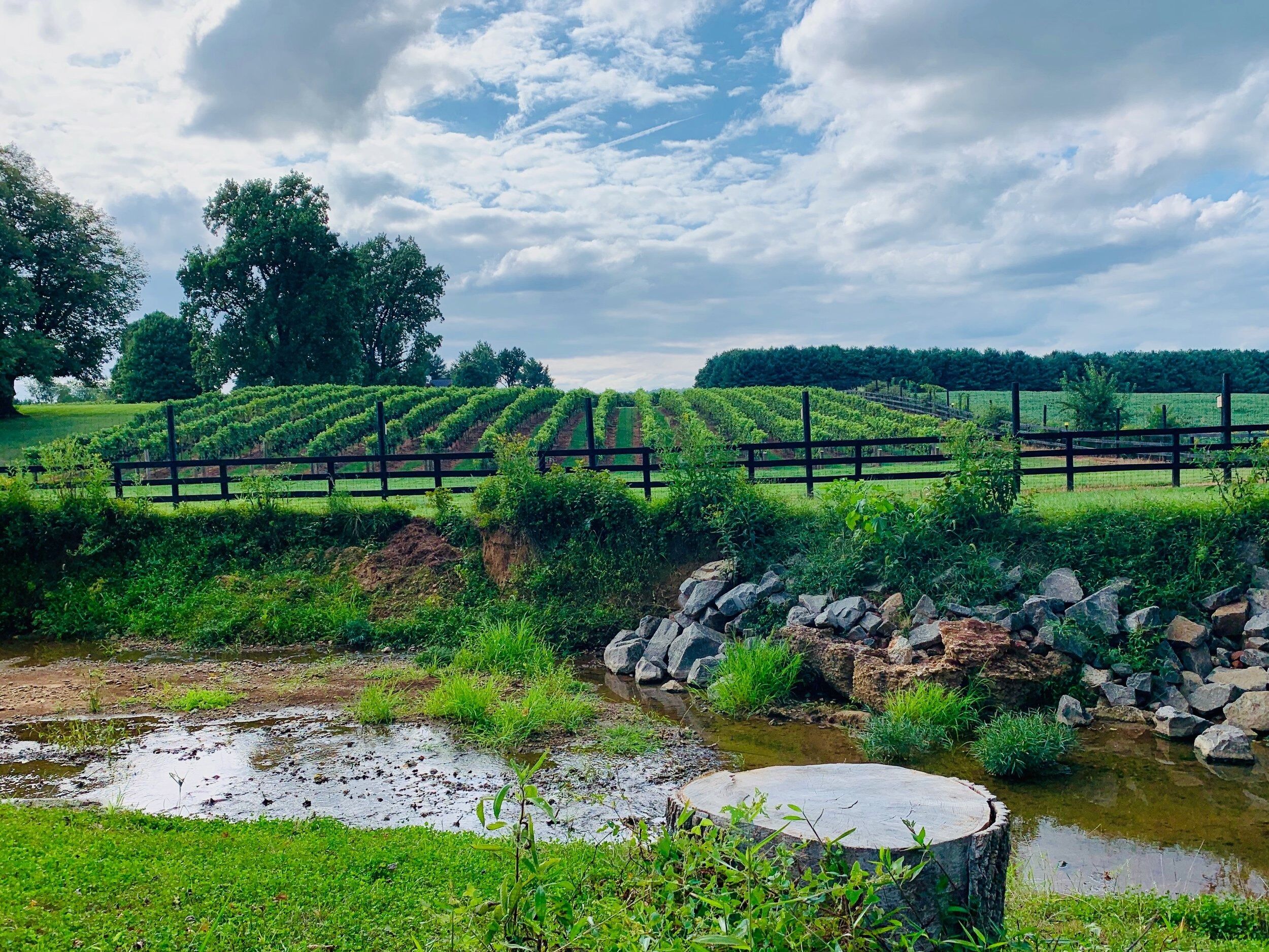 Picture of Bleu Frog Vineyards