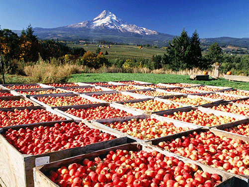 Picture of Hood River Fruit Loop