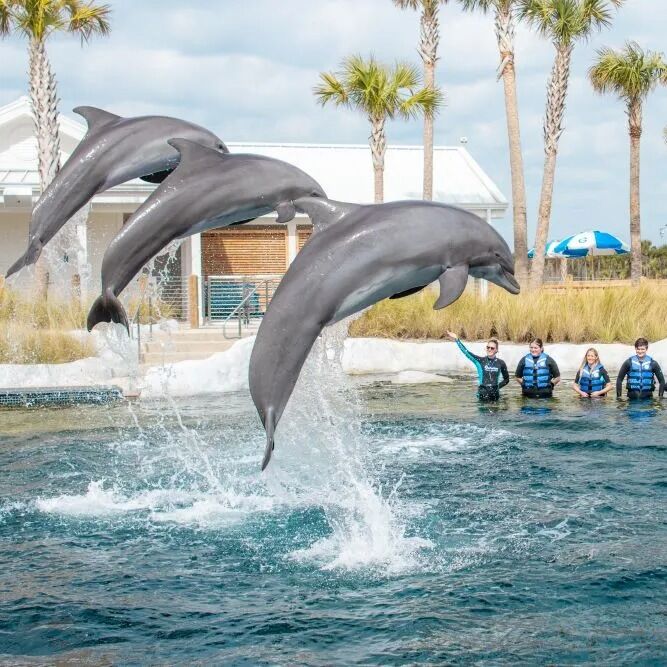 Picture of Gulfarium Marine Adventure Park