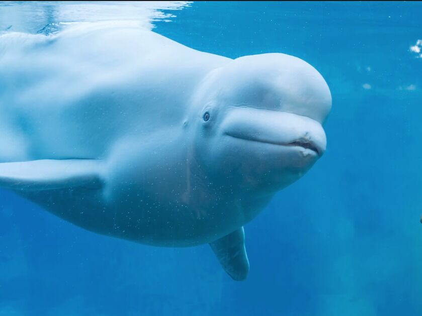 Picture of Mystic Aquarium