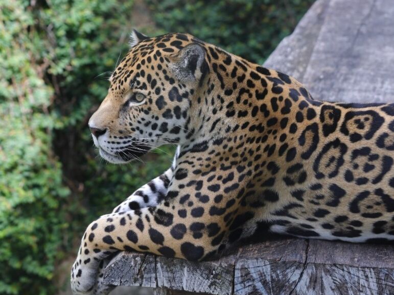 Picture of Birmingham Zoo
