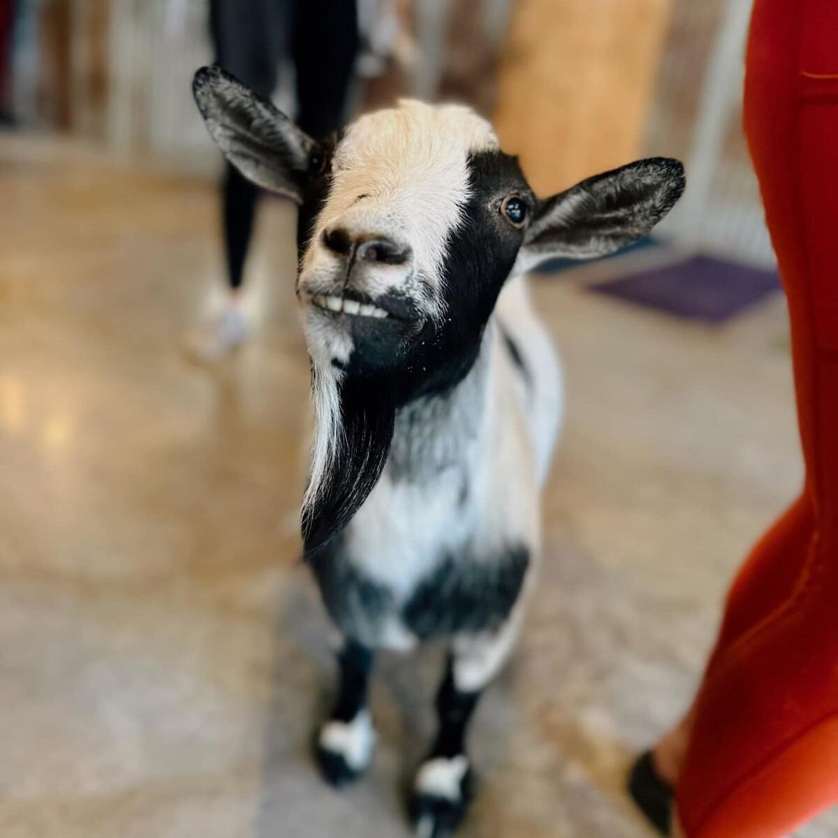 Picture of Galena Goat Yoga