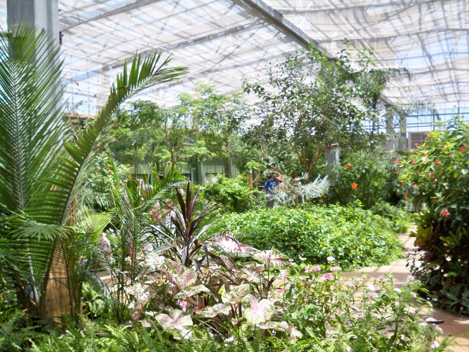 Picture of Butterfly Wonderland