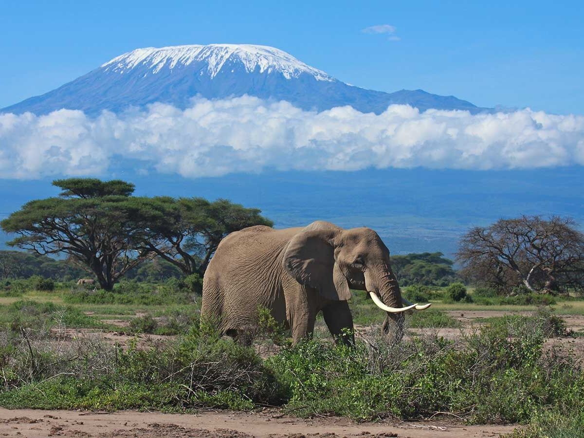 Picture of The North (Kilimanjaro/ Arusha)