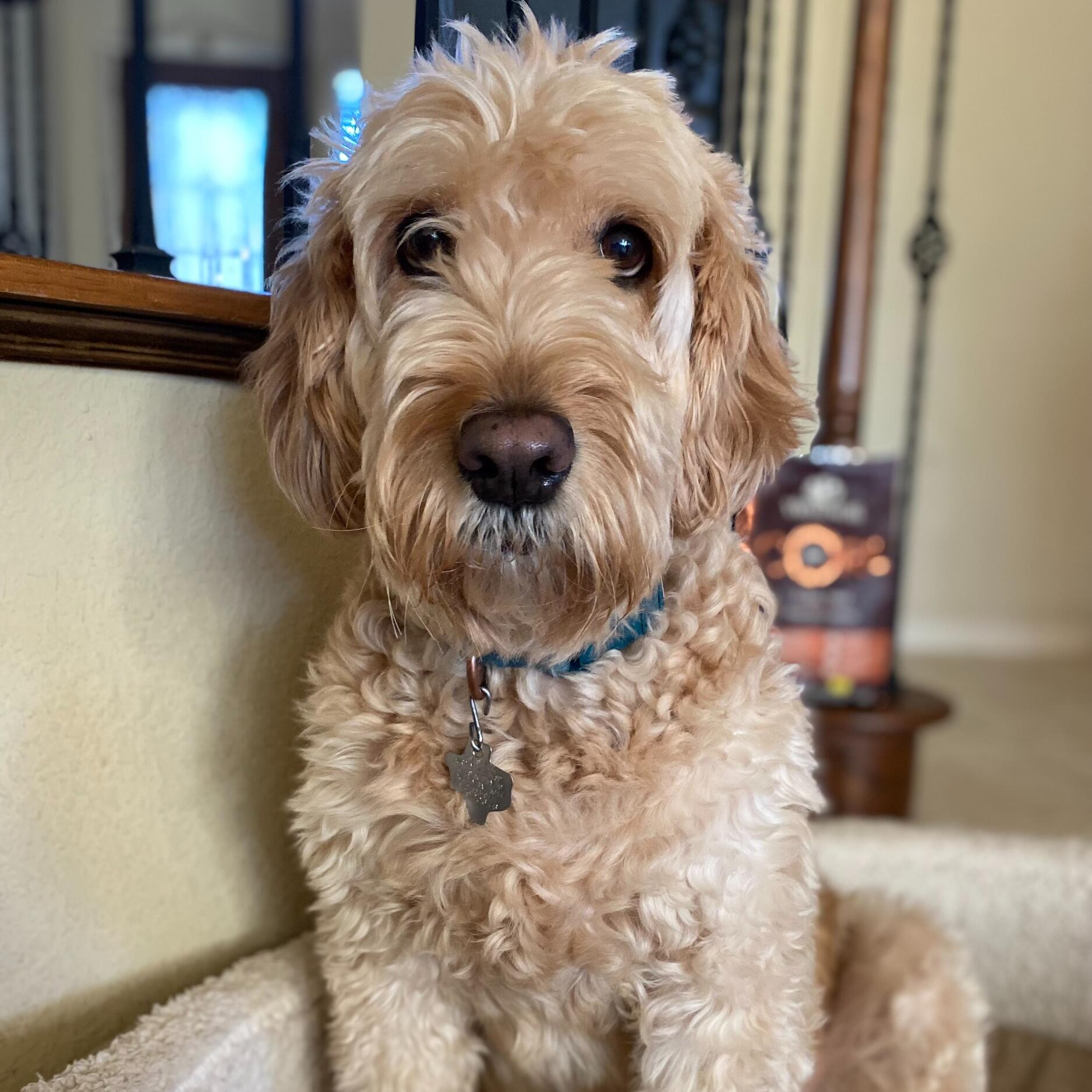 Teddy
