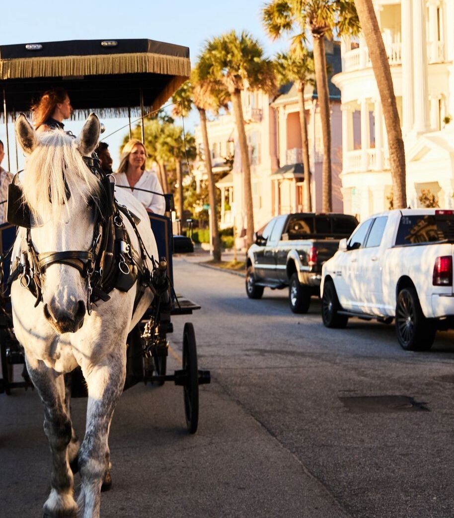 Picture of Palmetto Carriage Tours 