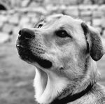 Benji
