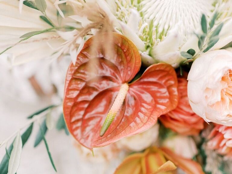 A stunning and summery orange anthurium flower