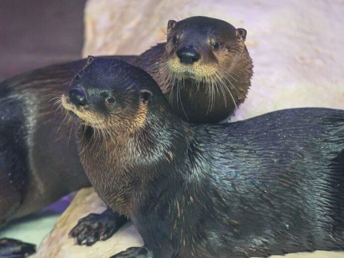 Picture of Clearwater Marine Aquarium