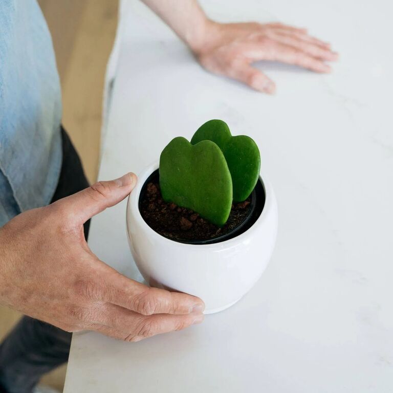 Hoya heart plant gift