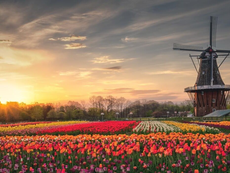 Picture of Discover Holland Michigan! 